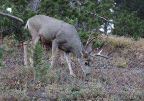 Wyoming, Yellowstone, Canyon road, Mule Deer, 2018 (4)