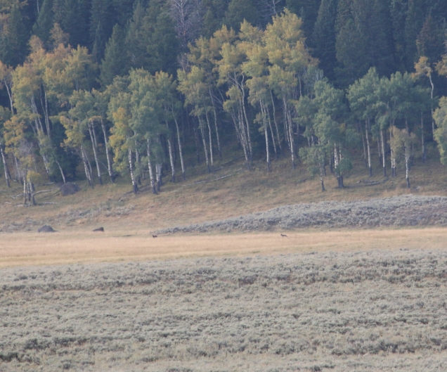 Wyoming, Yellowstone, Lamar valley, wolves, 2018 (63)