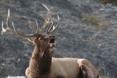 Wyoming, Yellowstone, Mammoth, Elk, 2018 (99)